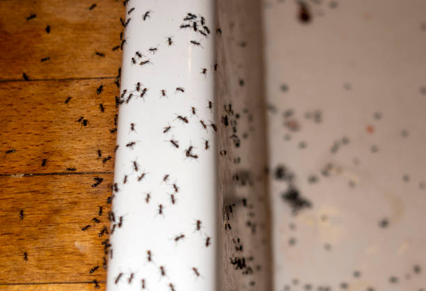 Best Local Pest Control Services  in Garden Acres, CA